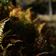 Illustration for article titled Fall Photos 2